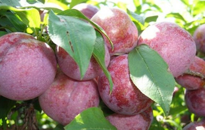 �����خa(ch��n)���A��