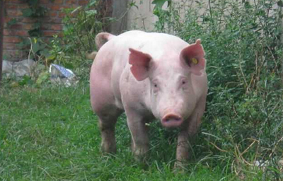 ����؝С���ˡ����B(y��ng)����ʧĸ�i ĸ�i�����Լ��ؼ�